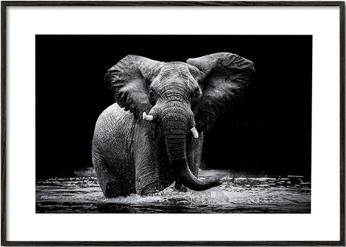 Cuadro elefante en agua, retrato en blanco y negro – Black Frame