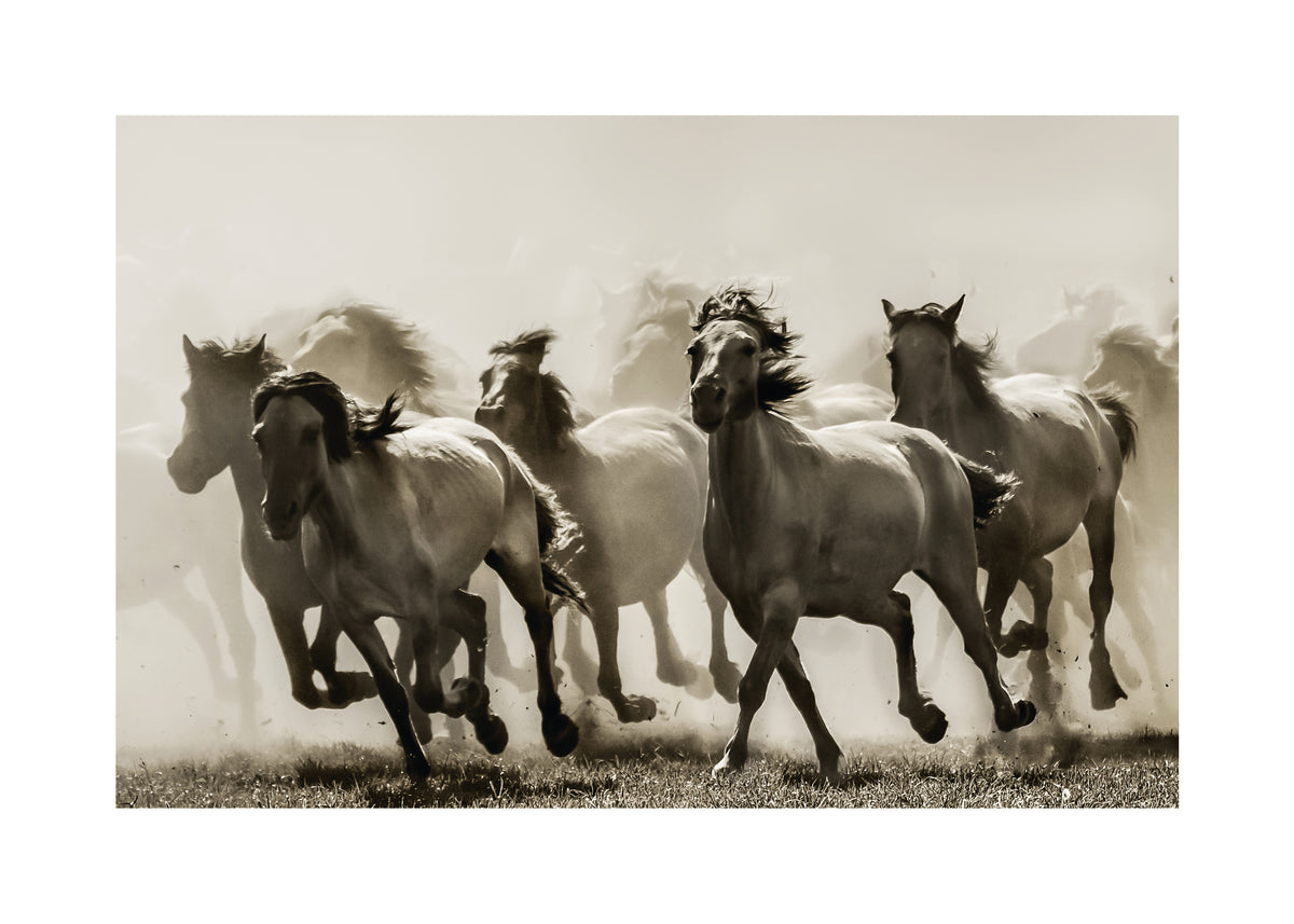 Horse - Unframed art print