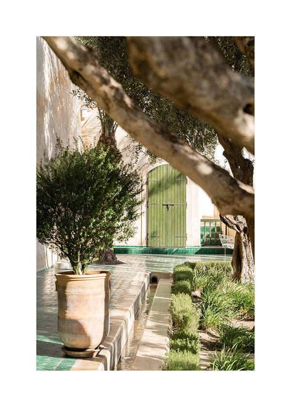 Lámina botánica de patio mediterráneo