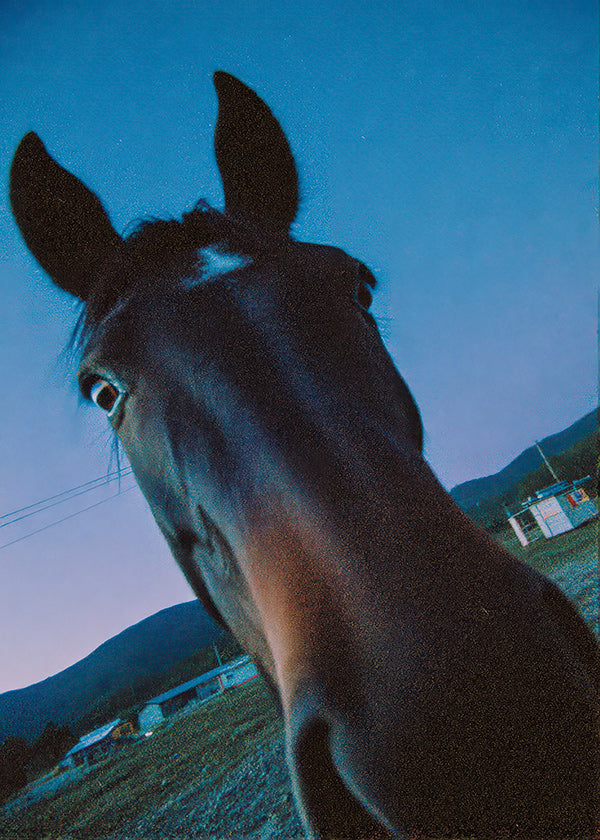 Cuadro caballo en primer plano nocturno