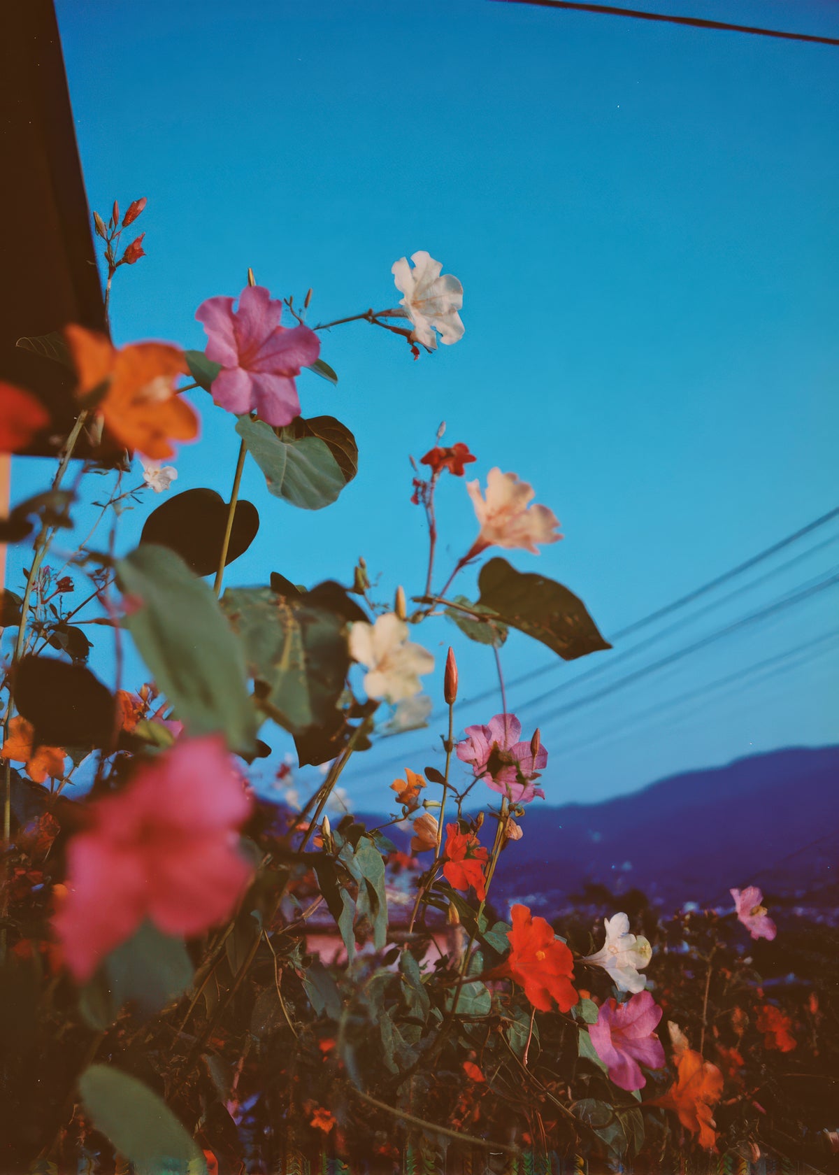 Bougainvillea Nights - Unframed art print