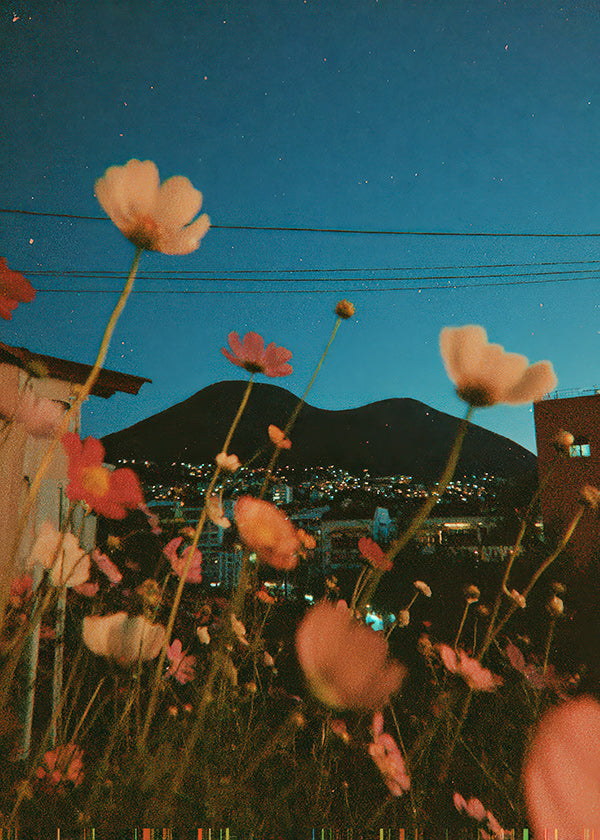 Lámina botánica con flores sobre ciudad al atardecer