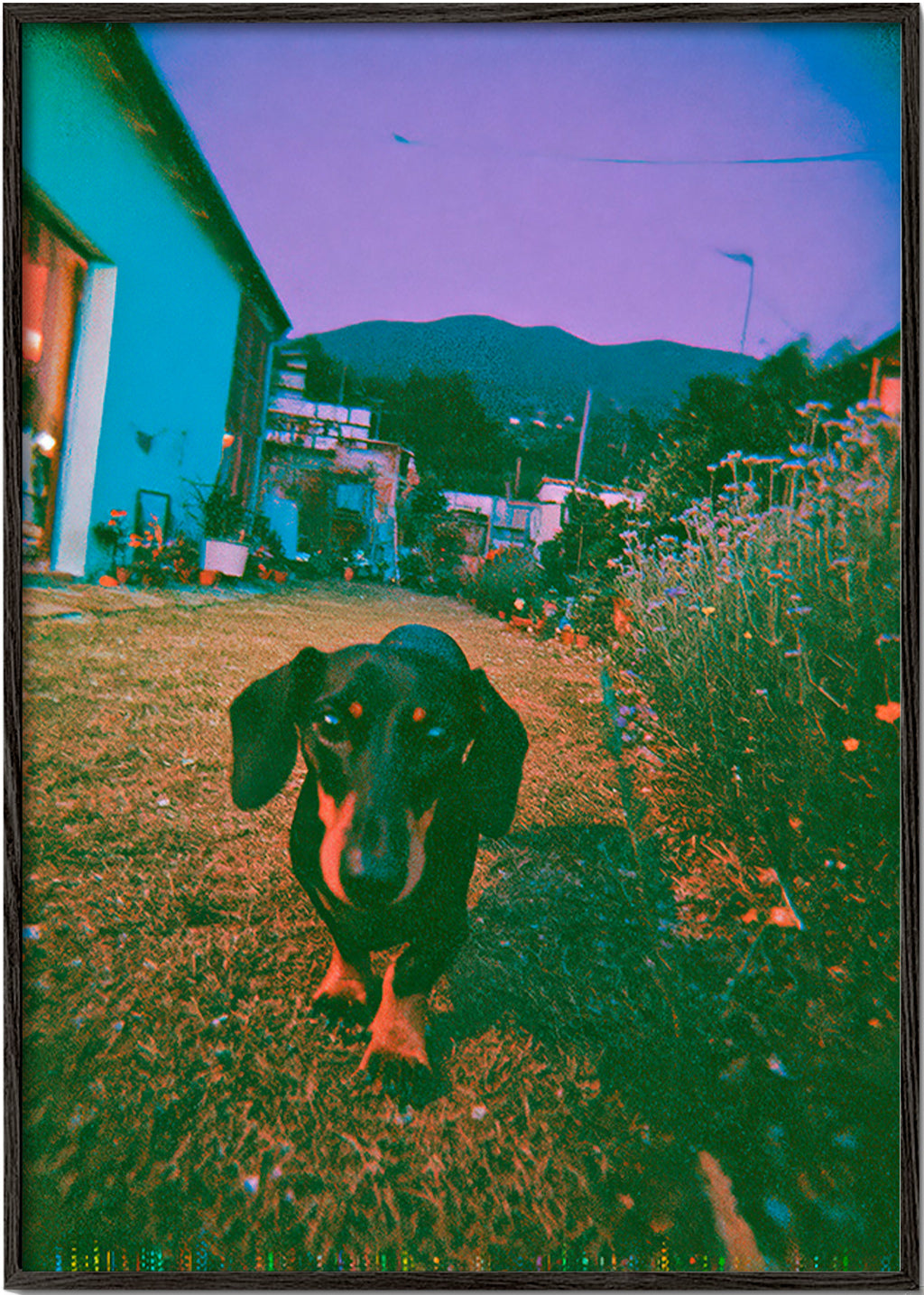 Cuadro perro al atardecer – Black Frame