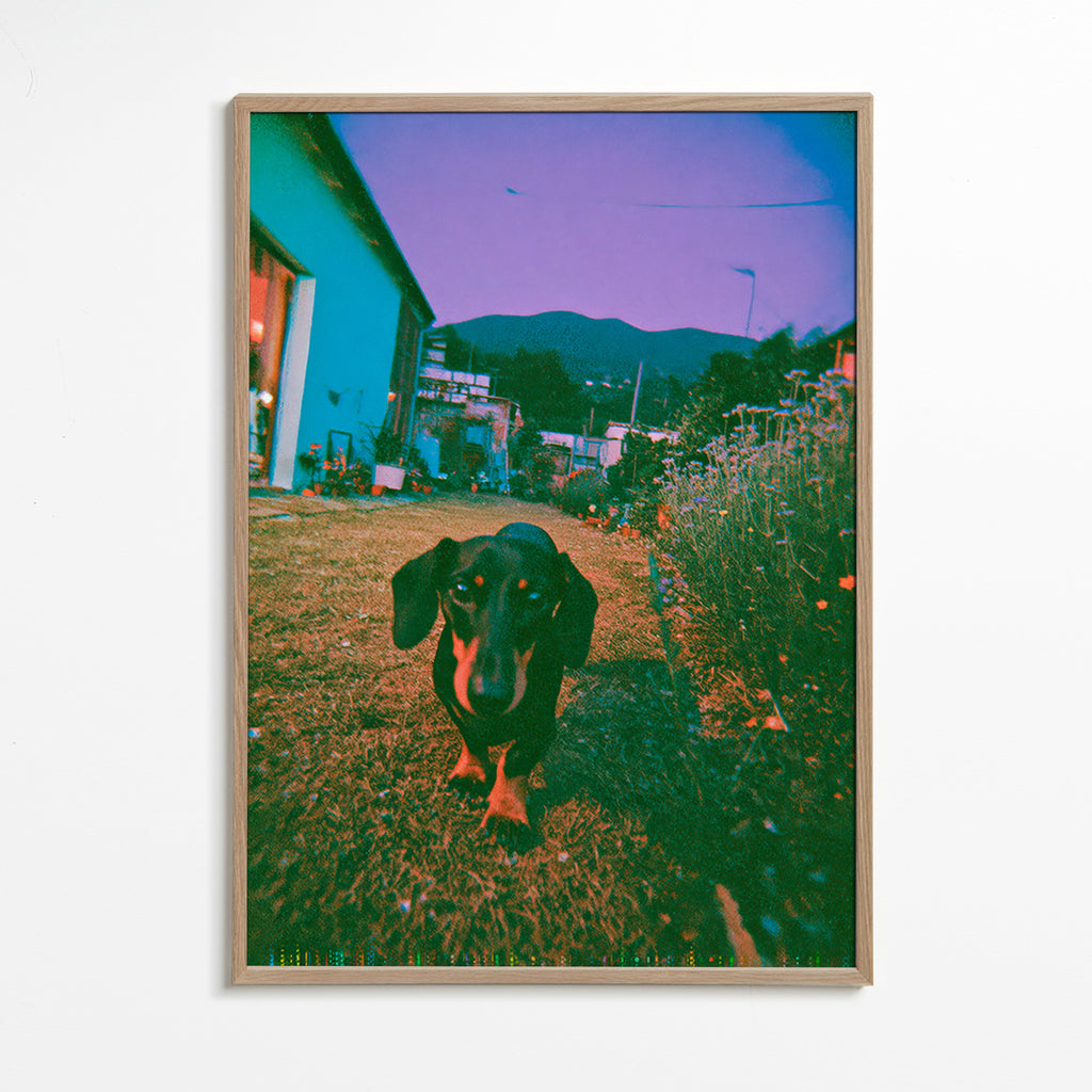 Cuadro perro al atardecer – Oak Frame