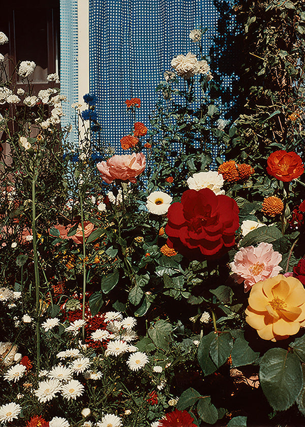 Lámina botánica: jardín en flor