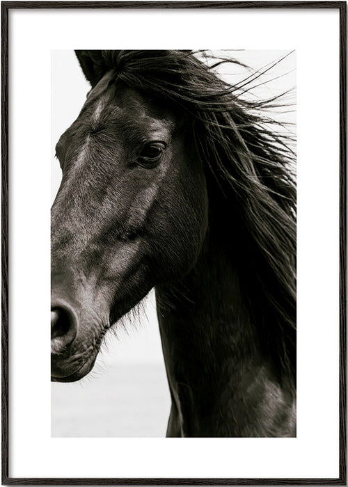 Cuadro caballo negro en primer plano – Black Frame