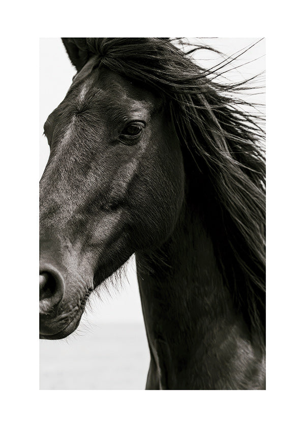 Cuadro caballo negro en primer plano