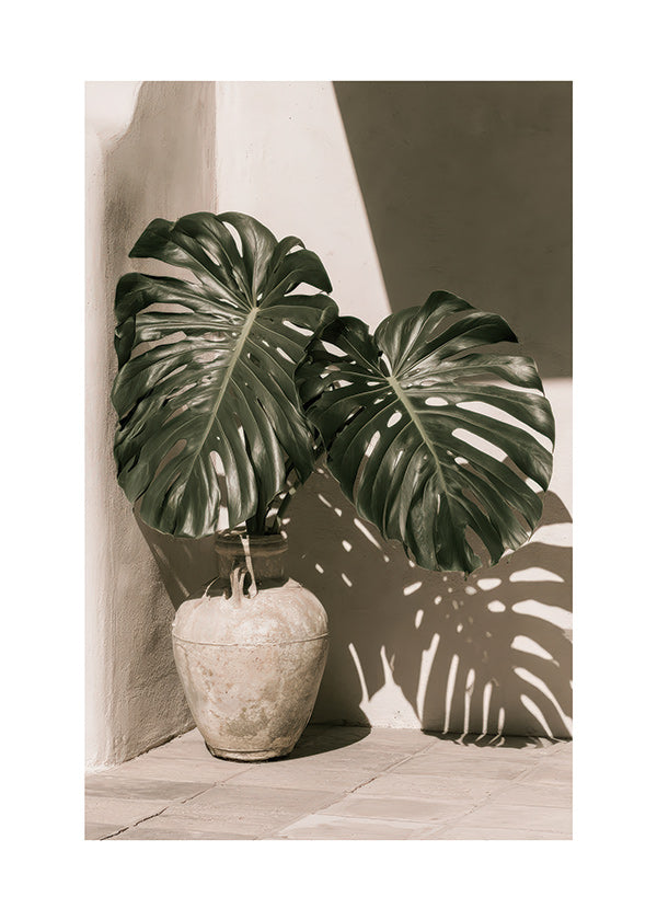 Lámina botánica Monstera en maceta