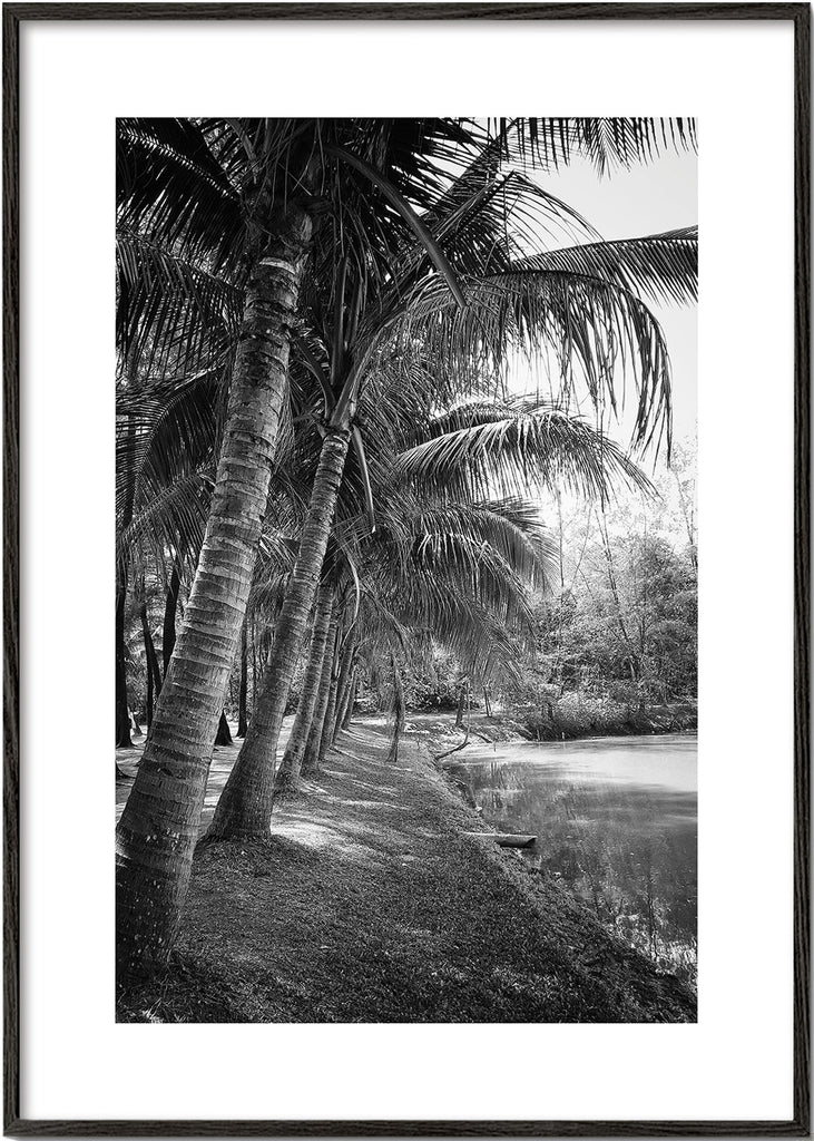 Coastal palm trees