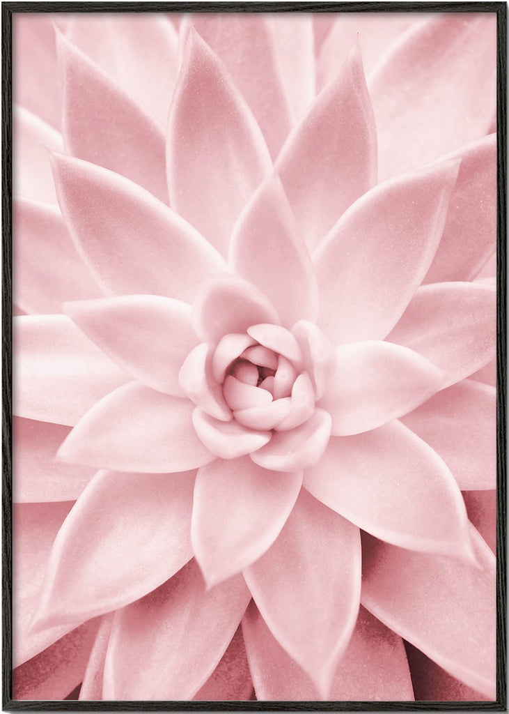 Pink succulent