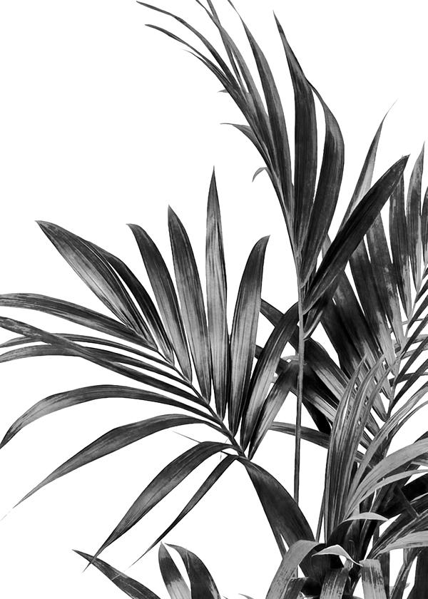 Palm Leaves Black and White 01