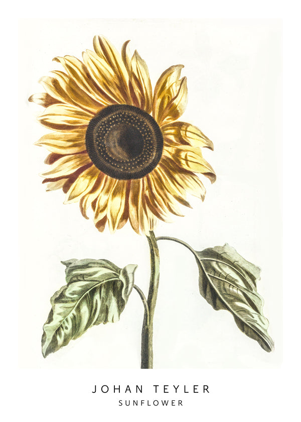 Johan Teyler Sunflower
