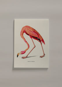Boho flamingo