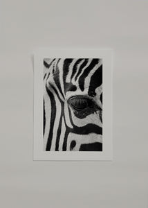 Zebra focus